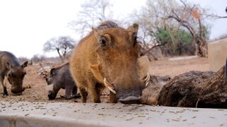 "The Enchantment of Africa: Beauty Beyond Borders"