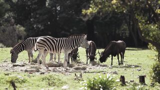 "Africa Unveiled: Nature's Masterpiece"