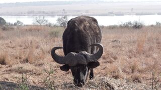 "Africa's Tapestry: A Kaleidoscope of Beauty"