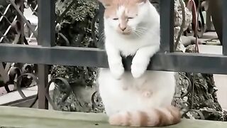 Sad cats 2