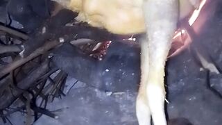 Kuku wa wakwe