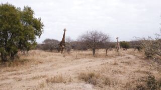 "Jewels of the African Landscape: A Visual Symphony"