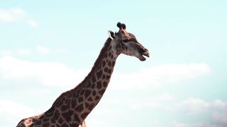"Safari Serenade: Exploring Africa's Natural Wonders"