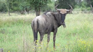"African Odyssey: Exploring the Continent's Marvels"