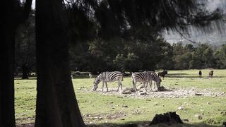"Safari Dreams: Journeying Through Africa's Beauty"