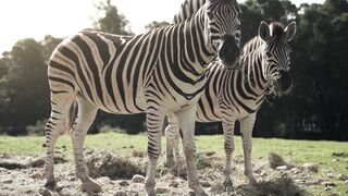 "Safari Dreams: Journeying Through Africa's Beauty" 2