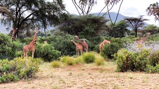 "Echoes of Africa: Nature's Symphony"