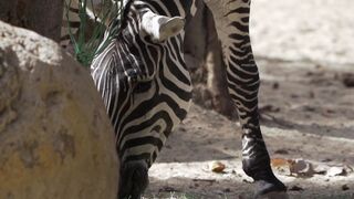 "Africa Awakens: A Visual Journey Through Majesty"