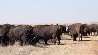 "Untamed Africa: Nature's Spectacular Showcase"