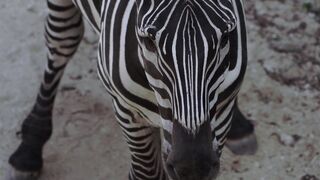 "African Majesty: Treasures of the Continent"