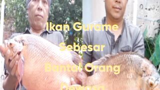 Ikan Gurame Sebesar Bantal Hotel Berbintang
