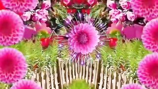 video 617