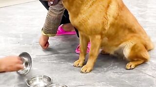 Ce chien n'est pas Gentil ???? regardez ????