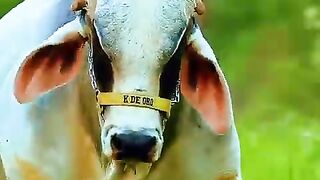 heavy_cow_????_????_#cow_#bull_#viral_#shorts_#cowvideos_animal_4k_Animal_Cattle(480p).