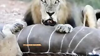 SINGA JANTAN RAJA HUTAN LIAR