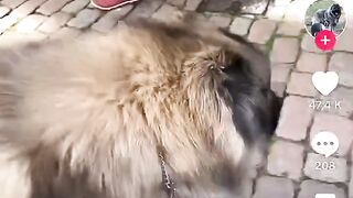Mignon 4