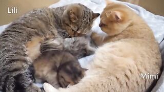The time for Mimi the cat to give birth is approaching(360P).