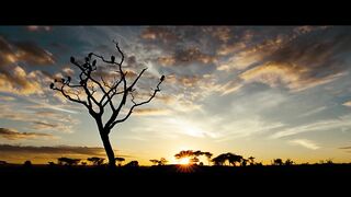 _All Hail Megatron_ - Africa Scene _ Transformers Dark of the Moon (2011) Movie Clip HD 4K