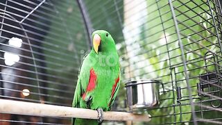 Green edel parrot