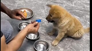 Ce chiot est très intelligent regardez ce qu'il fait