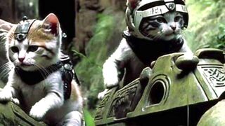 cats army pic
