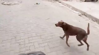 Dammit, the dog won!