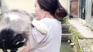 siberianhusky