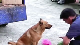 #Dog_means_loyalty