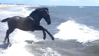 الخيل سر الجمال في الحياة