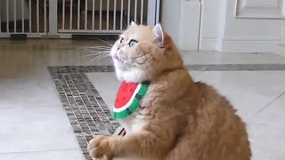 #The_smart_athletic_cat_hahahaha