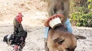 #The_monkey_makes_the_dog_a_donkey hahaha