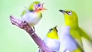 Ali Ali 2