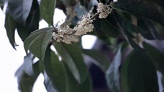 Osmanthus fragrans