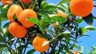 Oranges Health Secrets Hidden Behind Their Skins! sampul #orange #fruit
