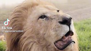 Lion sound ☠️????