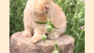 #Beautiful_rabbit_pets_and_cute