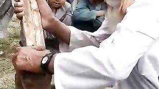 Dasi elaj