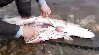 A bottle of beer was taken out of a pike in the Yenisei