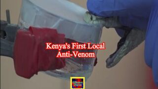 Kenya is working to develop first locally produced anti-venom