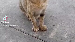 Kind cat fouryoupege