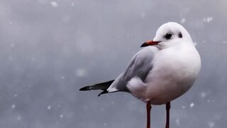 Bird in  Snow