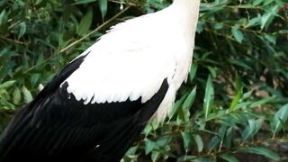 Stork