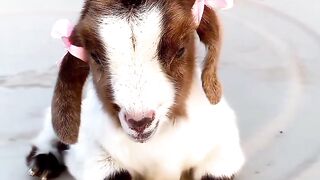 CUTEE PET