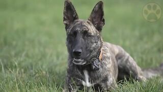 Dutch Shepherd Dog Breed Information