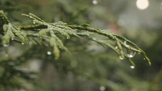 short video 17
