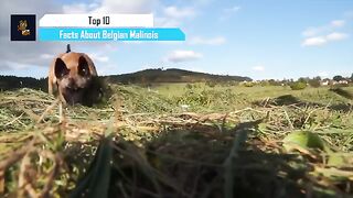 Belgian Malinois - Top 10 Facts