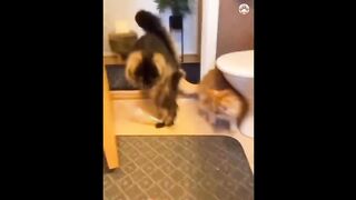 New Funny Animals ???? Funniest Cats and Dogs Videos 15