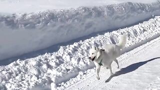 Un ????  court sur la neige