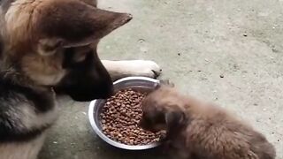 Funnydogs 37