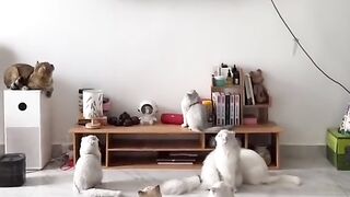 Comedi 5
